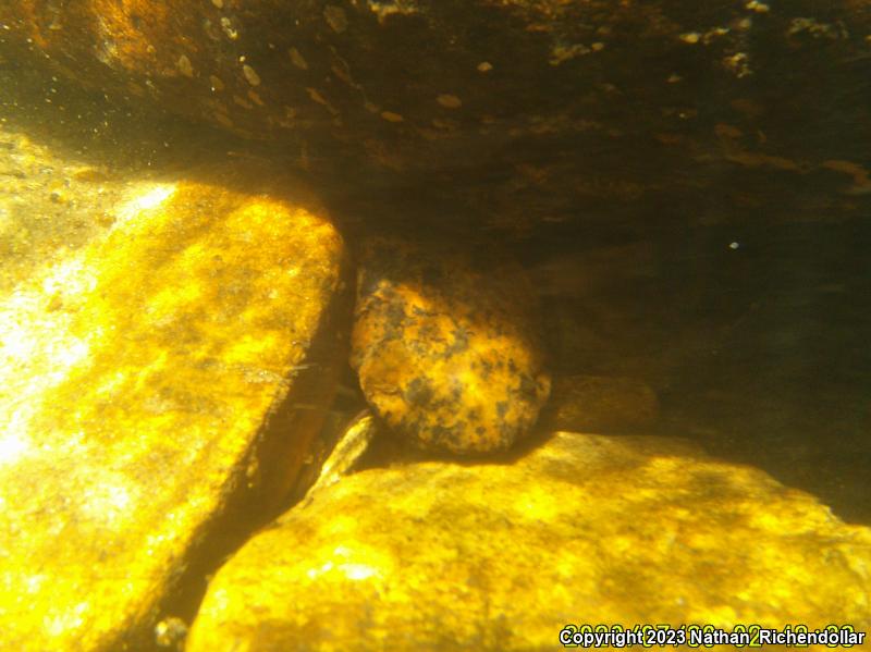 Hellbender (Cryptobranchus alleganiensis)