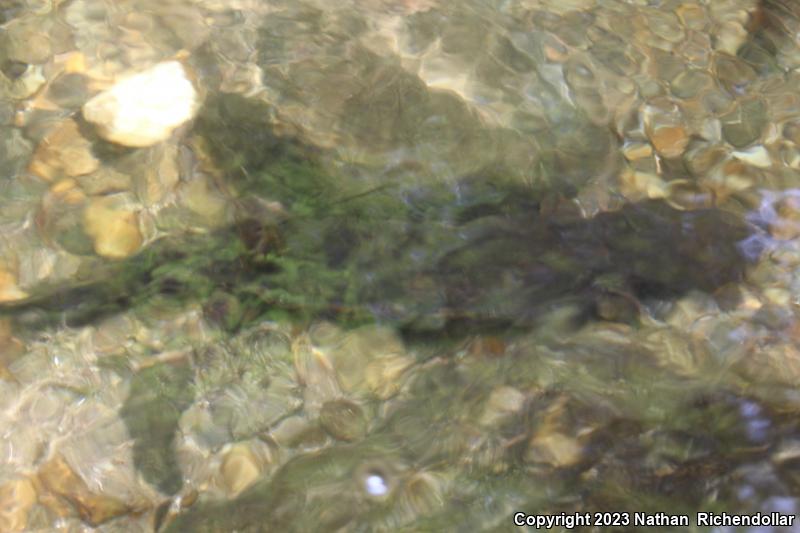 Hellbender (Cryptobranchus alleganiensis)