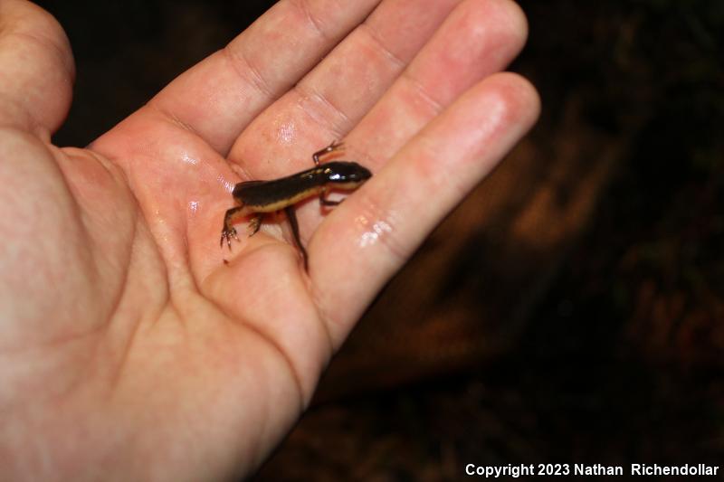 Central Newt (Notophthalmus viridescens louisianensis)