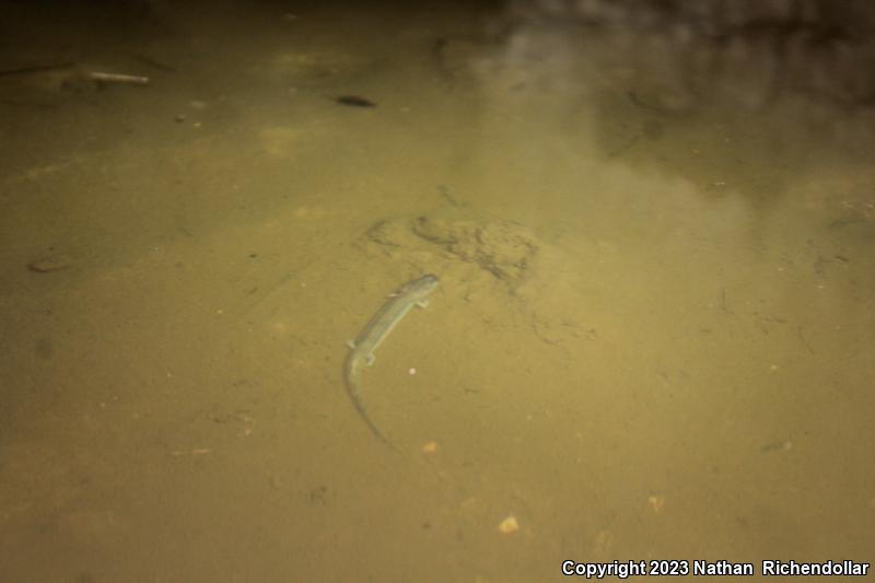 Cascade Caverns Salamander (Eurycea latitans)
