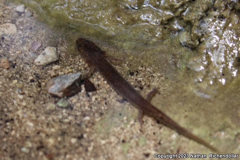 Valdina Farms Salamander (Eurycea troglodytes)