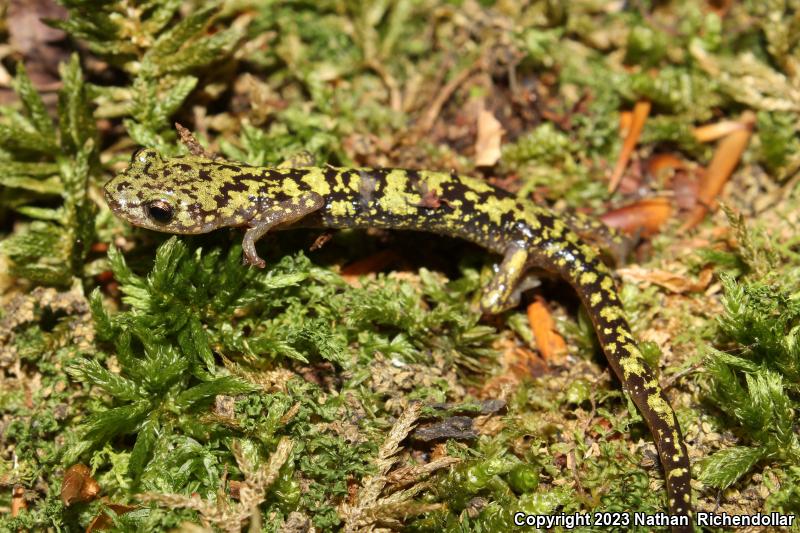 Green Salamander (Aneides aeneus)