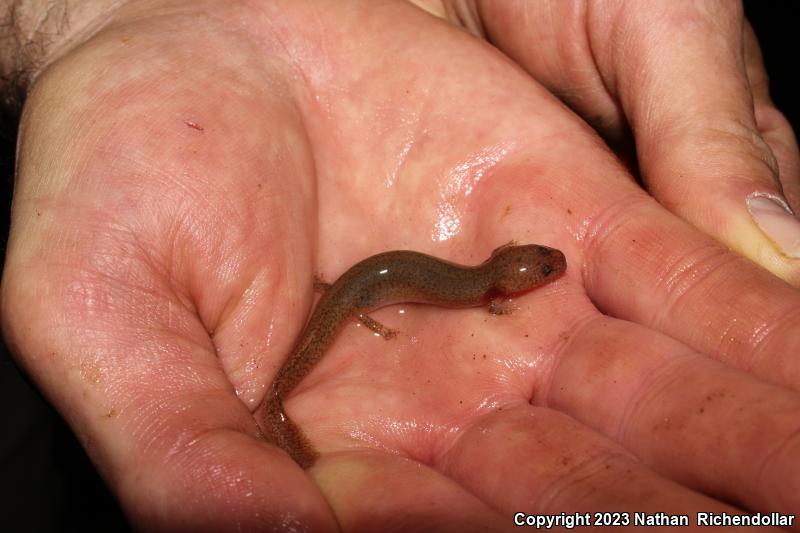 Kentucky Spring Salamander (Gyrinophilus porphyriticus duryi)