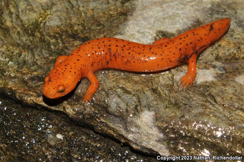 Black-chinned Red Salamander (Pseudotriton ruber schencki)