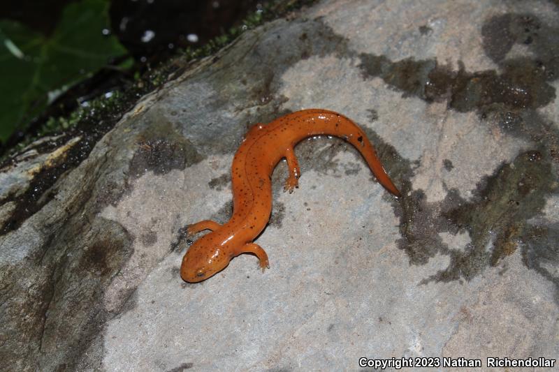 Black-chinned Red Salamander (Pseudotriton ruber schencki)