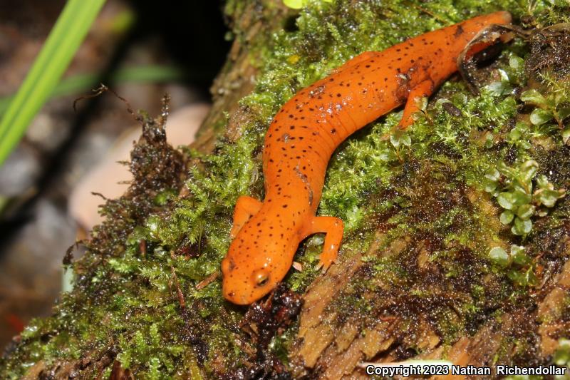 Black-chinned Red Salamander (Pseudotriton ruber schencki)