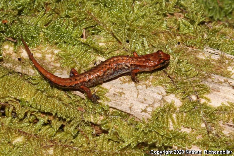 Pygmy Salamander (Desmognathus wrighti)