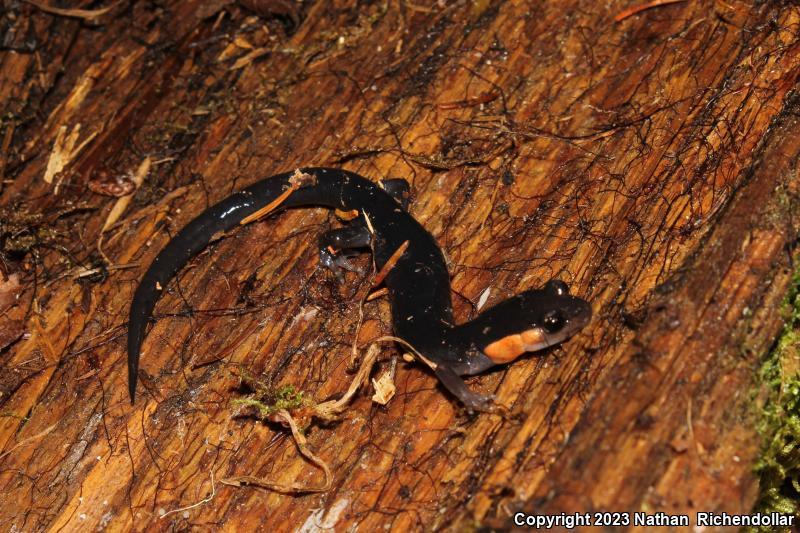 Red-cheeked Salamander (Plethodon jordani)