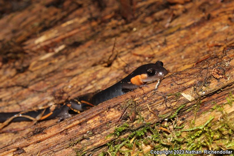 Red-cheeked Salamander (Plethodon jordani)