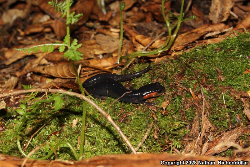 Red-cheeked Salamander (Plethodon jordani)