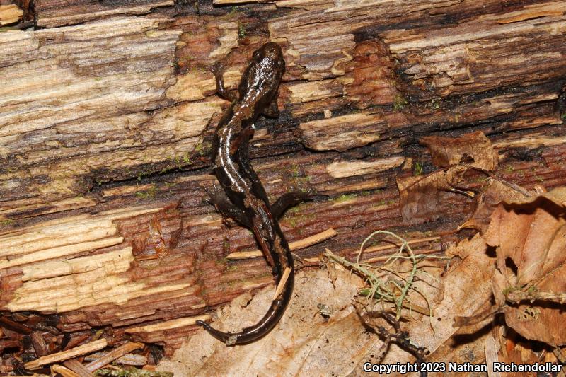 Ocoee Salamander (Desmognathus ocoee)