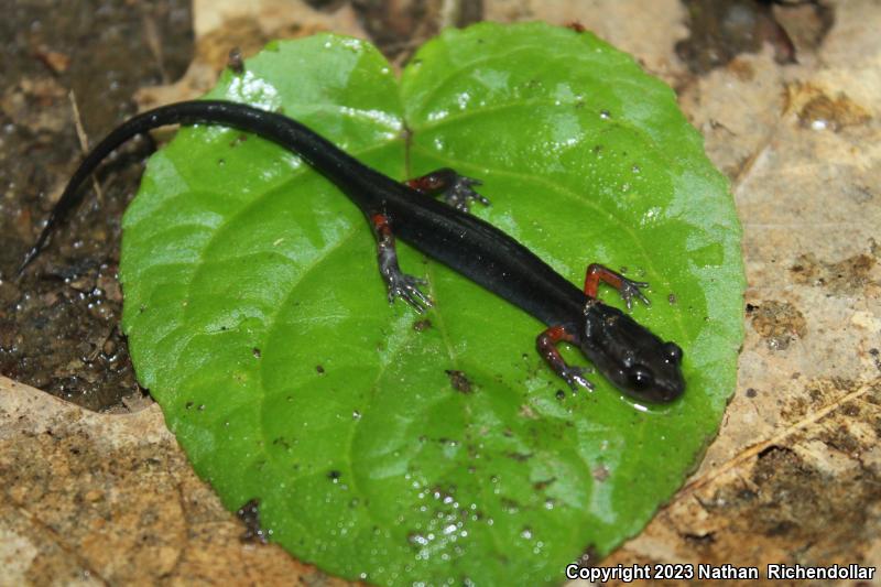 Cheoah Bald Salamander (Plethodon cheoah)