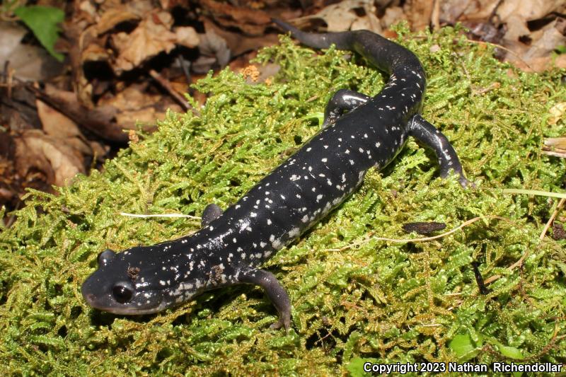 Tellico Salamander (Plethodon aureolus)