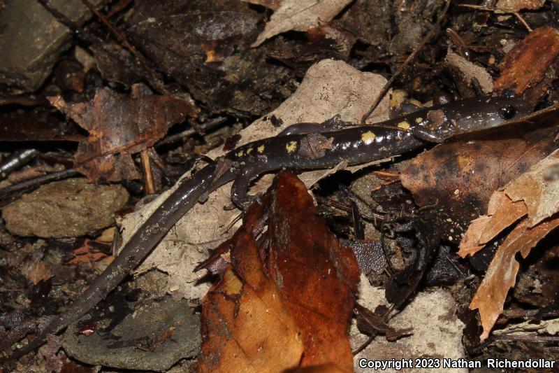 Wehrle's Salamander (Plethodon wehrlei)