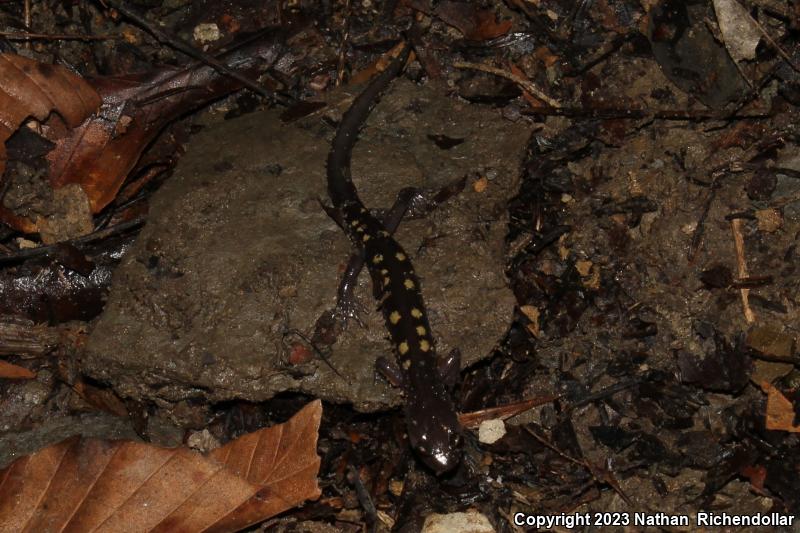 Wehrle's Salamander (Plethodon wehrlei)