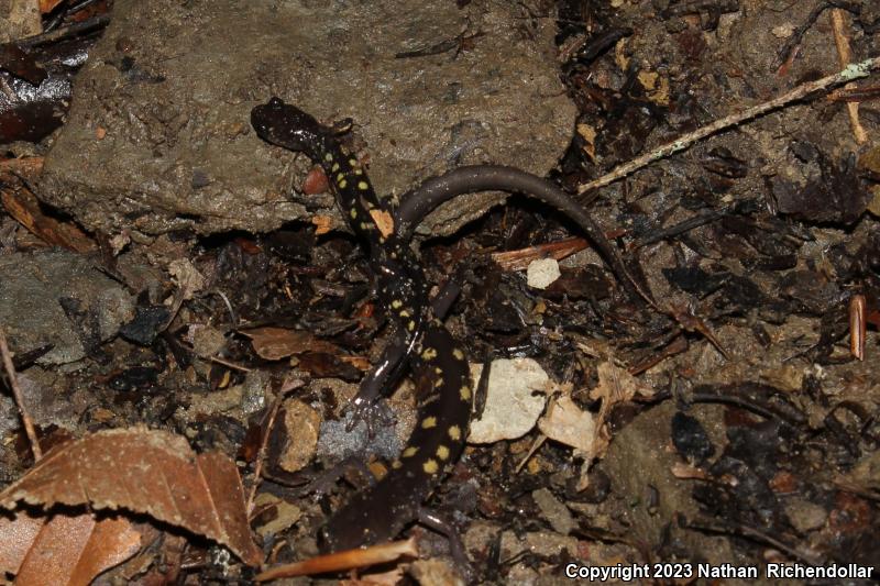 Wehrle's Salamander (Plethodon wehrlei)