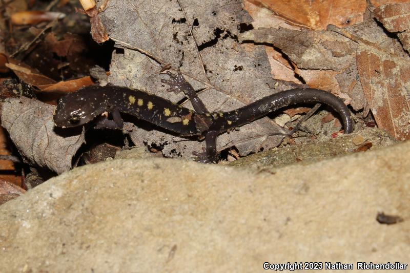 Wehrle's Salamander (Plethodon wehrlei)