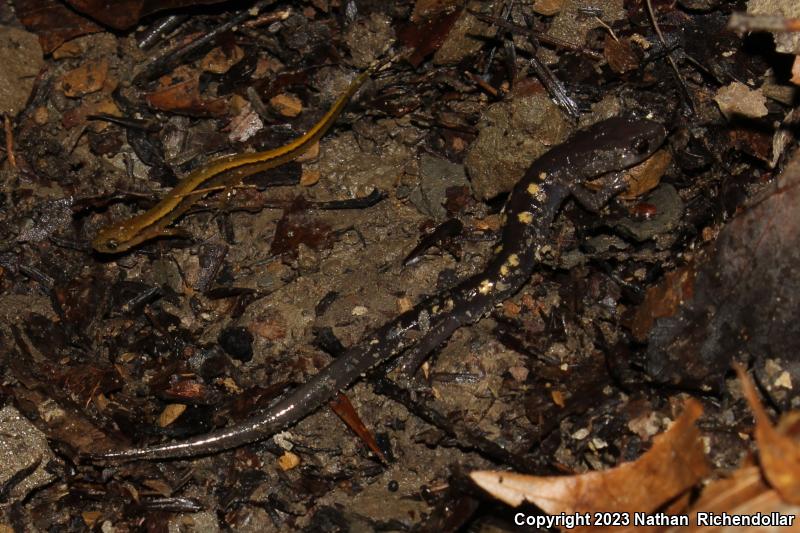 Wehrle's Salamander (Plethodon wehrlei)