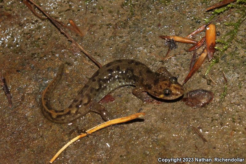 Seal Salamander (Desmognathus monticola)