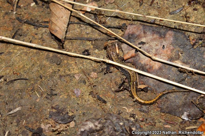 Allegheny Mountain Dusky Salamander (Desmognathus ochrophaeus)