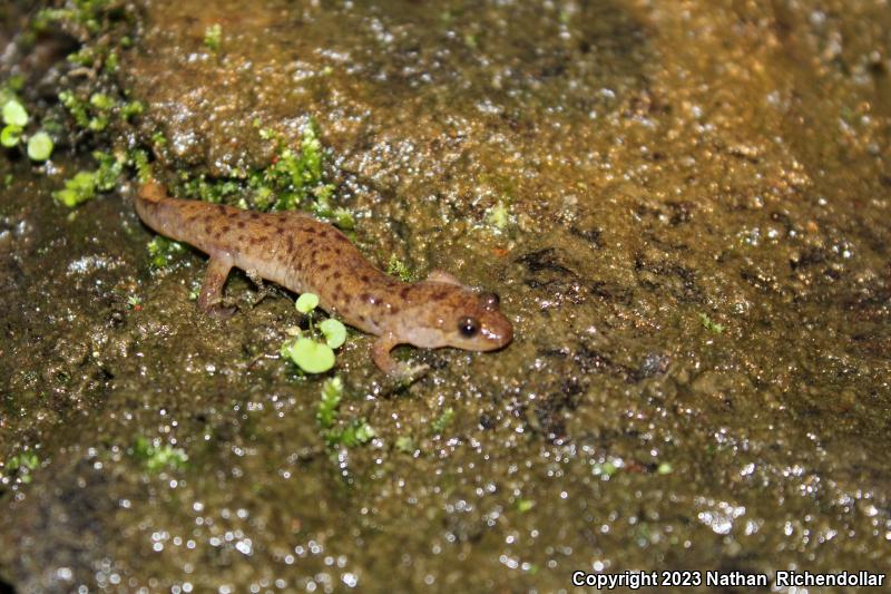 Seal Salamander (Desmognathus monticola)