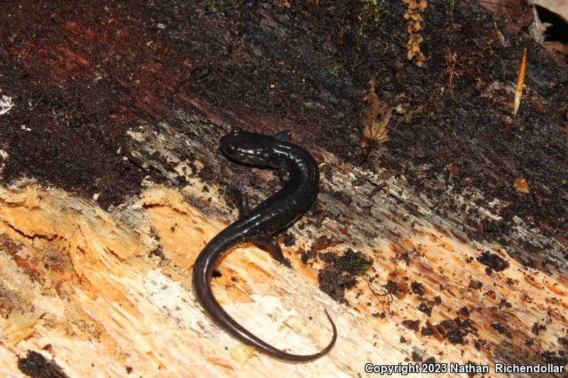 Southern Gray-cheeked Salamander (Plethodon metcalfi)