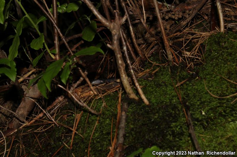 Southern Gray-cheeked Salamander (Plethodon metcalfi)