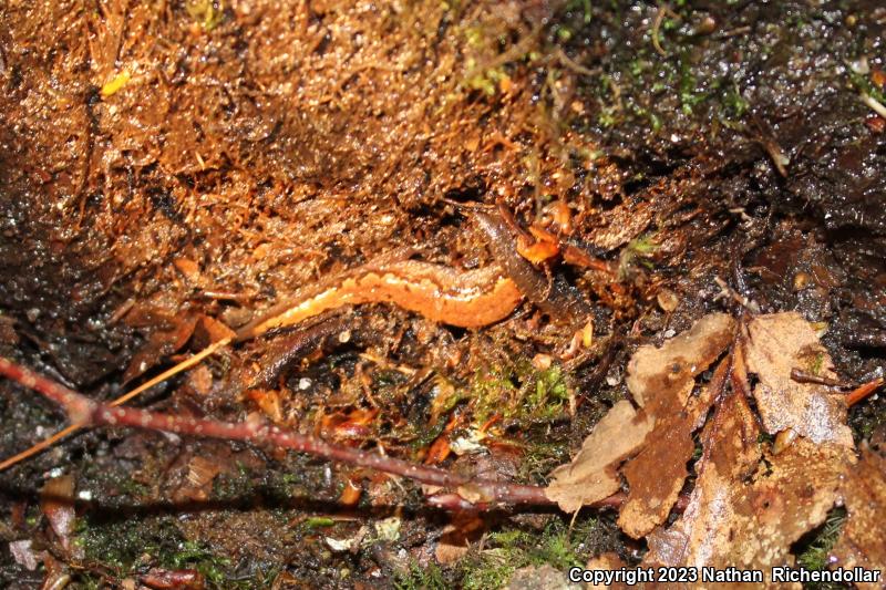 Ocoee Salamander (Desmognathus ocoee)