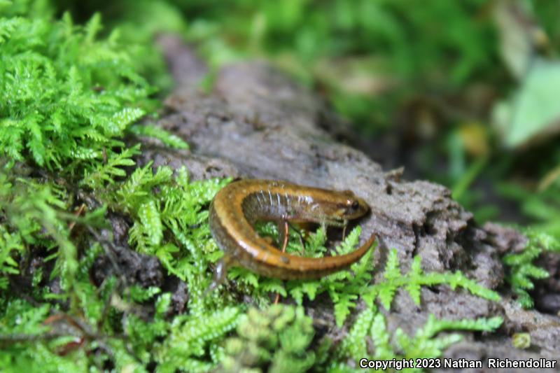 Seepage Salamander (Desmognathus aeneus)