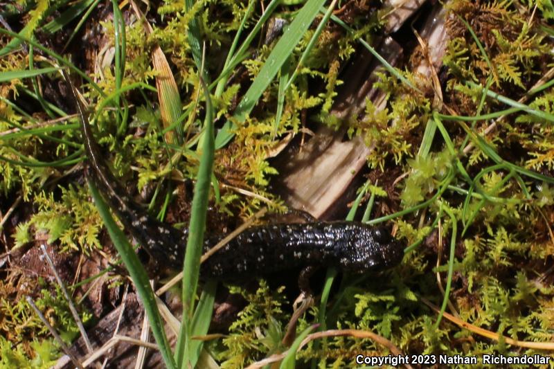 Black-bellied Salamander (Desmognathus quadramaculatus)