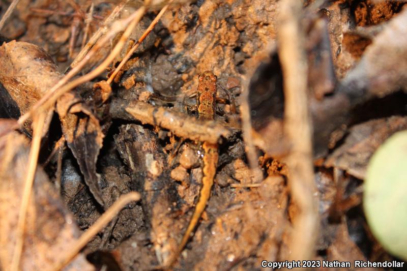 Ocoee Salamander (Desmognathus ocoee)