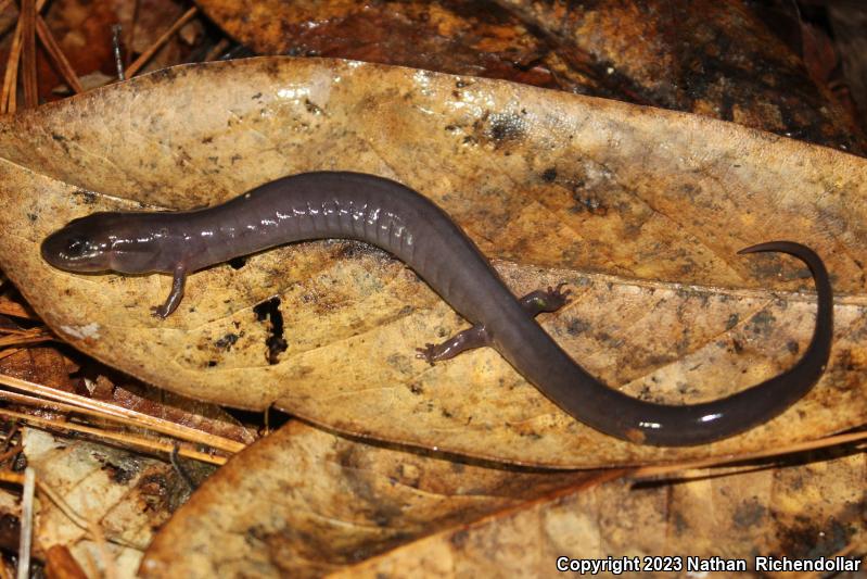 Red Hills Salamander (Phaeognathus hubrichti)