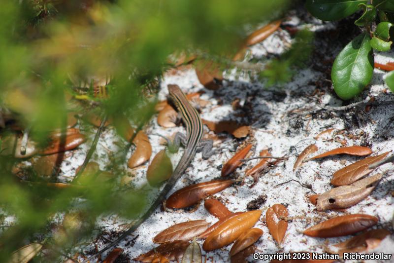 Six-lined Racerunner (Aspidoscelis sexlineata)