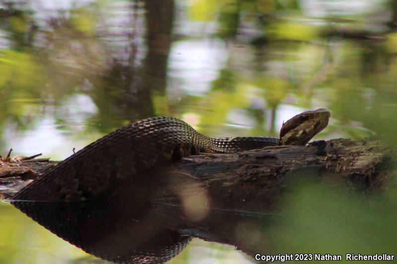 Florida Cottonmouth (Agkistrodon piscivorus conanti)