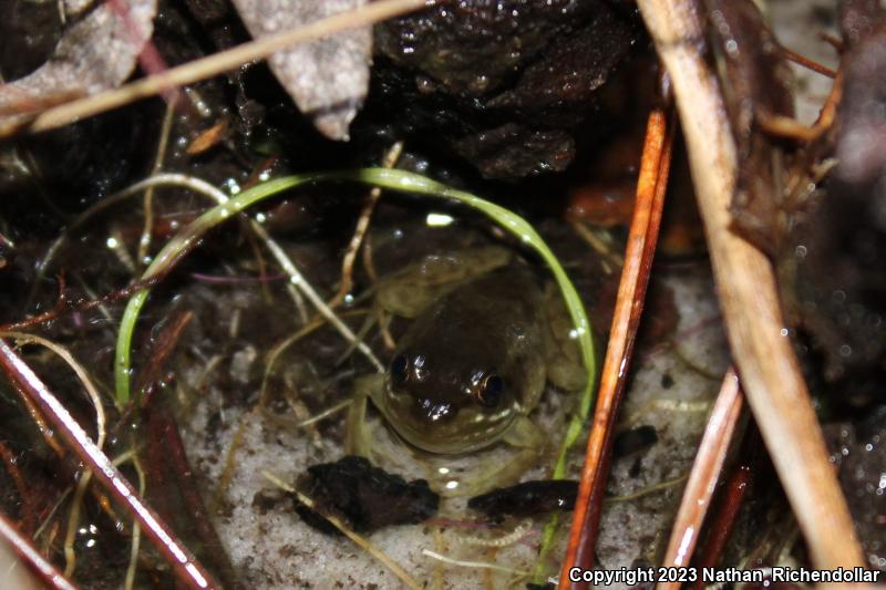 Florida Bog Frog (Lithobates okaloosae)