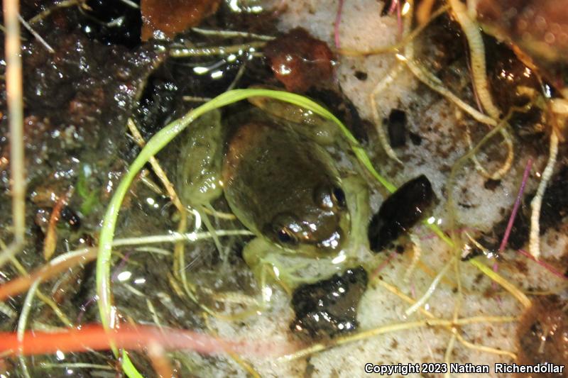 Florida Bog Frog (Lithobates okaloosae)