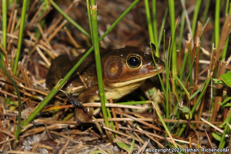 Pig Frog (Lithobates grylio)