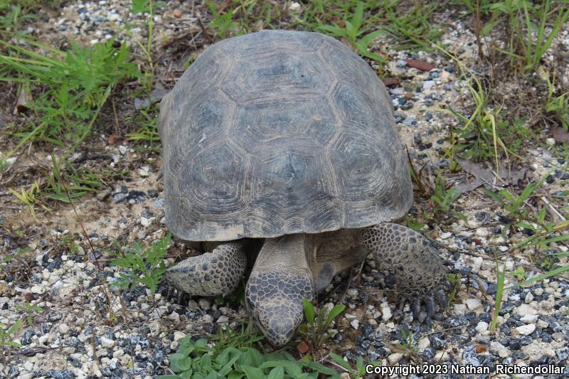 Gopher Tortoise (Gopherus polyphemus)