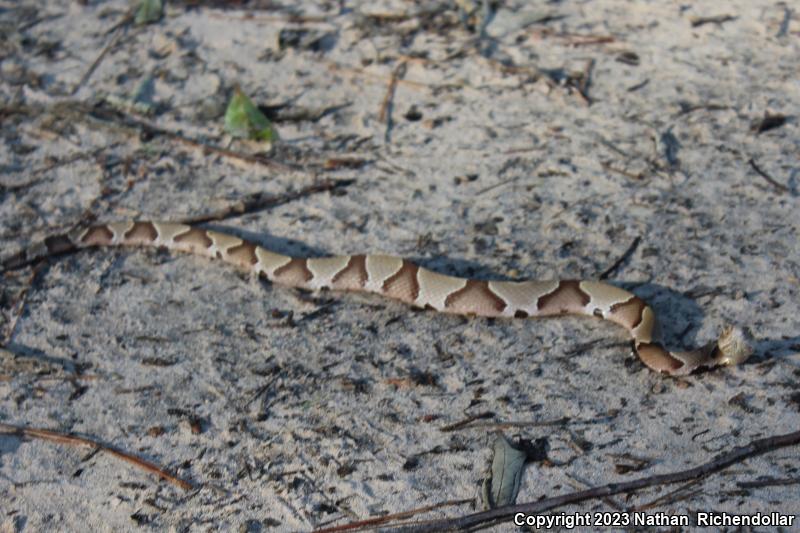 Southern Copperhead (Agkistrodon contortrix contortrix)