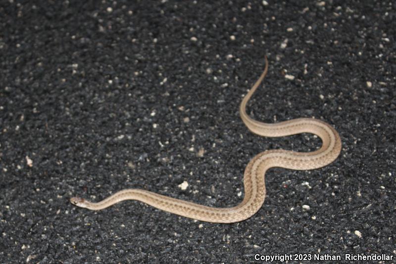 Texas Brownsnake (Storeria dekayi texana)