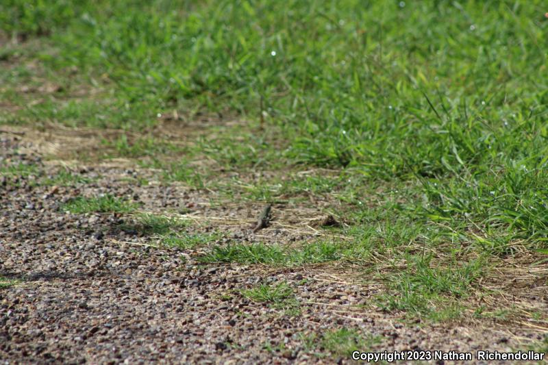 Common Spotted Whiptail (Aspidoscelis gularis)