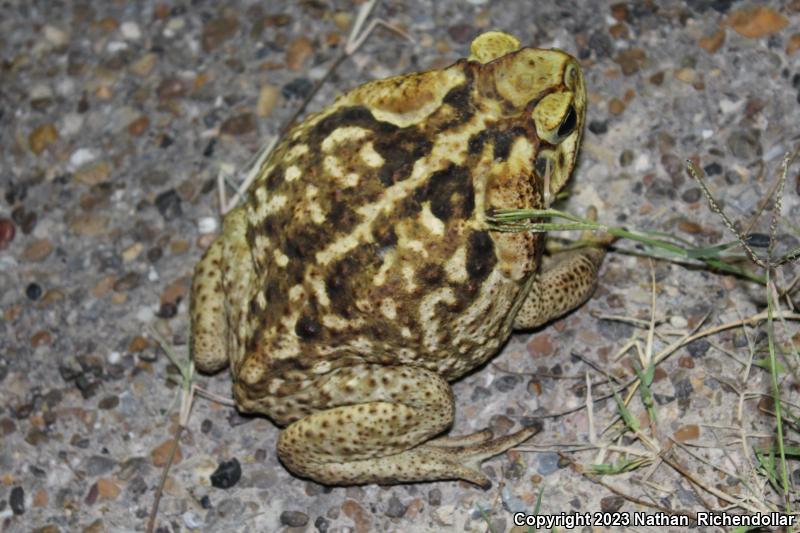 Cane Toad (Rhinella marina)