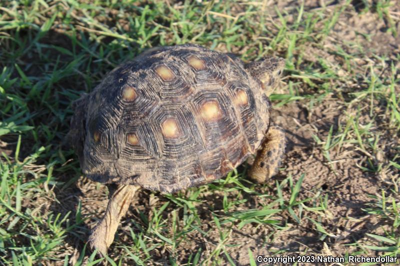 Texas Tortoise (Gopherus berlandieri)