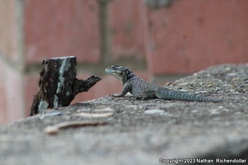 Blue-chinned Rough-scaled Lizard (Sceloporus cyanogenys)