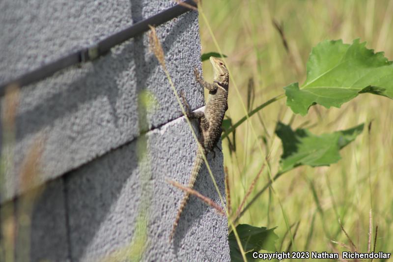 Blue-chinned Rough-scaled Lizard (Sceloporus cyanogenys)