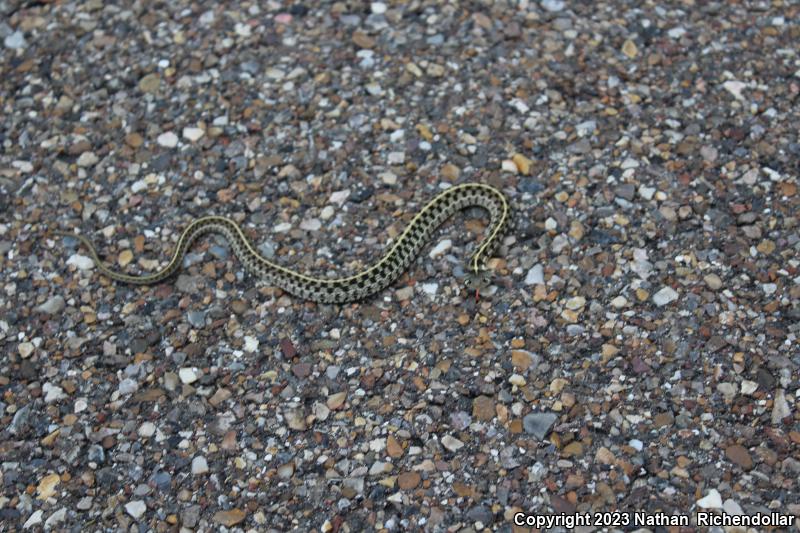 Checkered Gartersnake (Thamnophis marcianus)