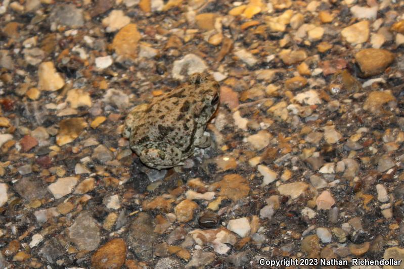 Texas Toad (Anaxyrus speciosus)