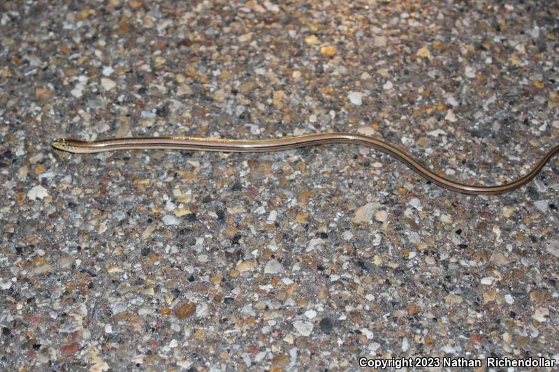 Western Slender Glass Lizard (Ophisaurus attenuatus attenuatus)