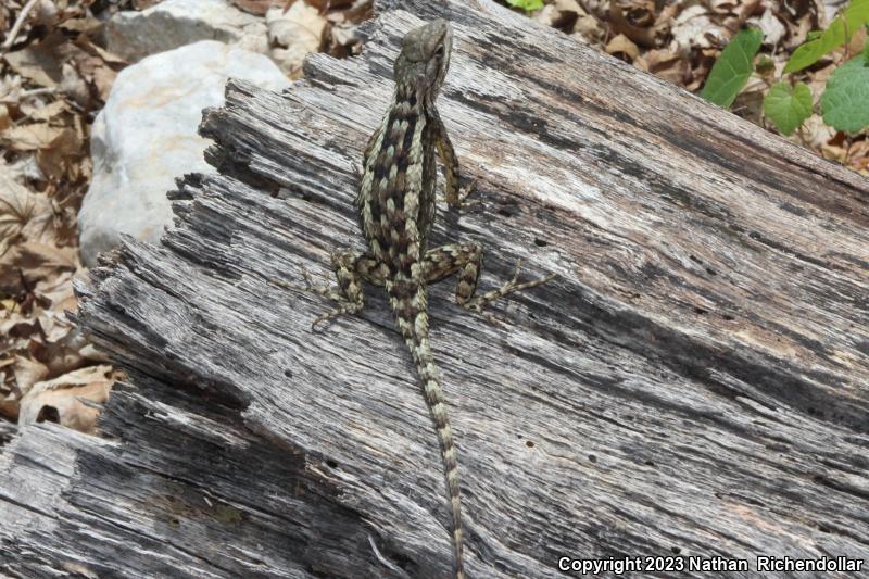 Texas Spiny Lizard (Sceloporus olivaceus)