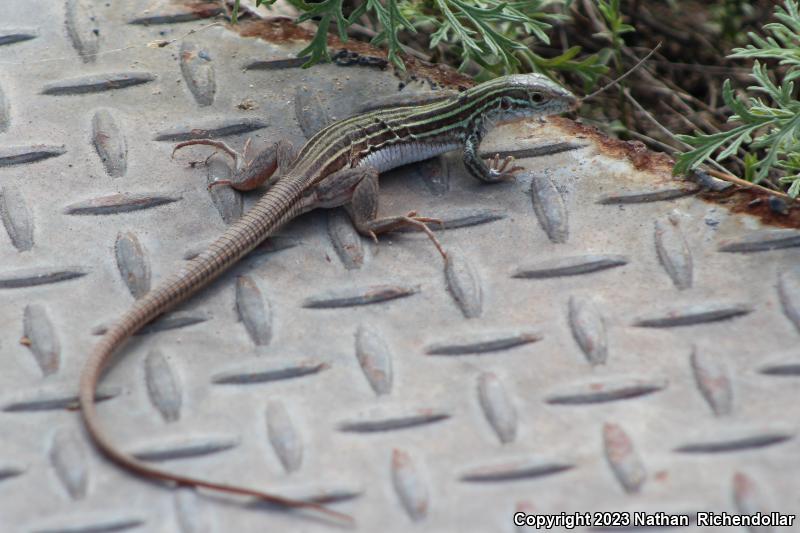 Common Spotted Whiptail (Aspidoscelis gularis)